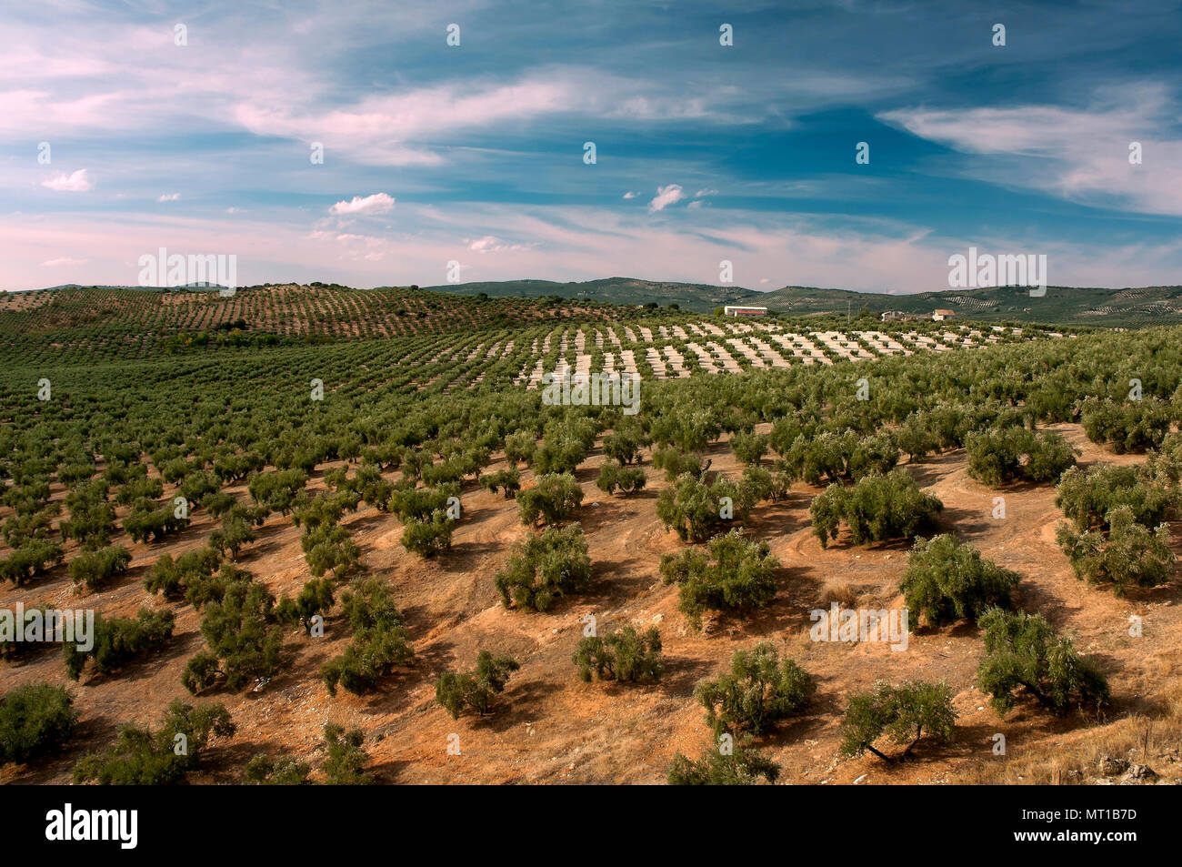 Paysage d'oliveraies. Cabra. Cordoba province. Région de l'Andalousie. L'Espagne. L'Europe Banque D'Images