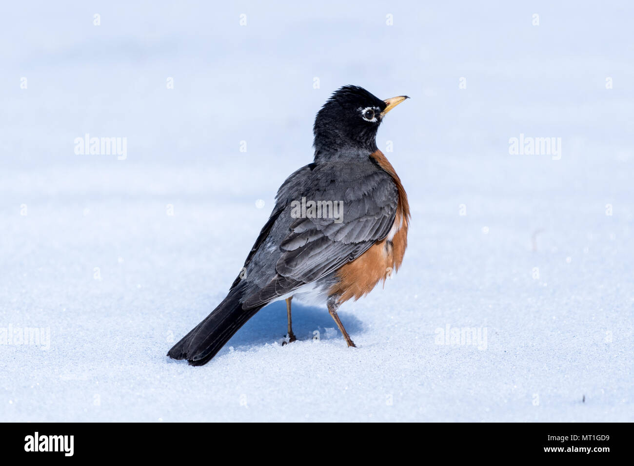 Un merle d'Amérique du nord l'article dans la neige après une tempête de neige. Merle d'Amérique du Nord est l'état du Wisconsin d'oiseaux Banque D'Images