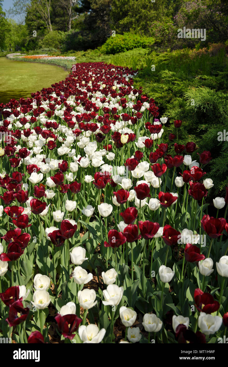 Vierge royale blanc et rouge foncé Paul Scherer Triumph Tulip Festival canadien des tulipes fleurs au parc des Commissaires Ottawa Canada Banque D'Images