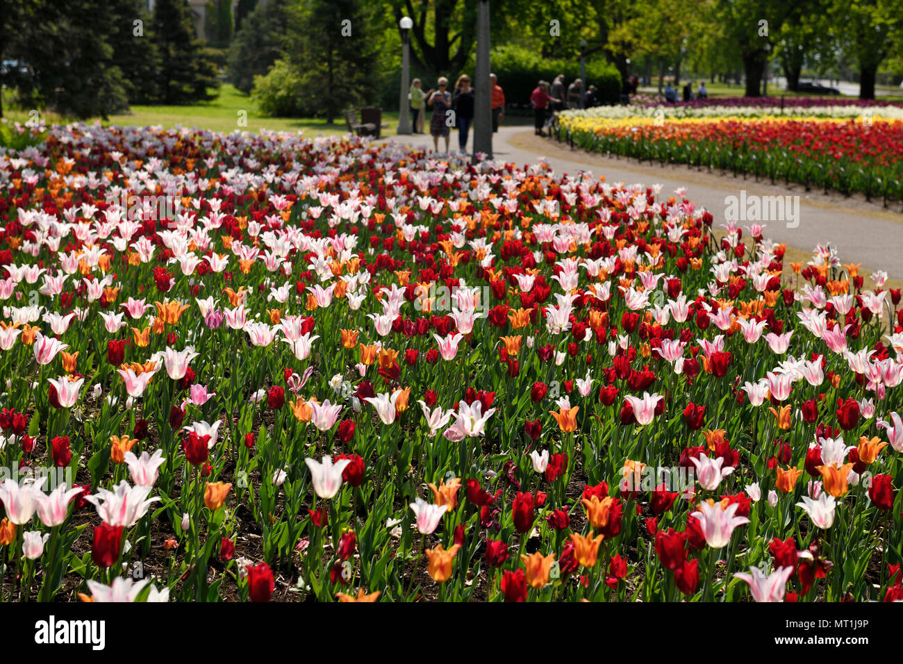 Jolie femme rouge et blanc à rayures orange et Marilyn ballerine tulipes sur Parc des Commissaires Festival canadien des tulipes Ottawa Canada Banque D'Images