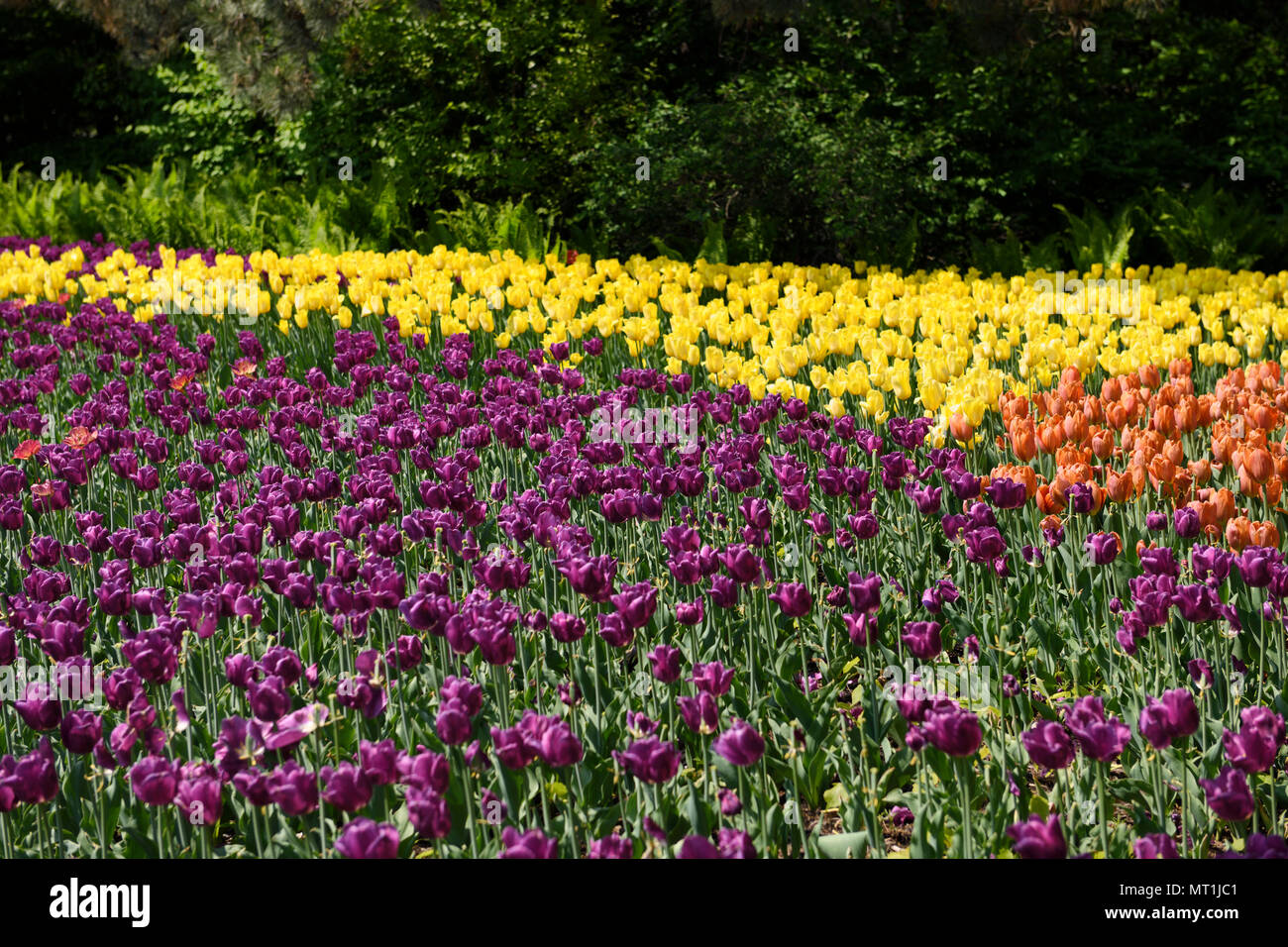 Passionale violet solide jaune or et Orange tulipes Ballon de fougères au printemps au Parc des commissaires pendant le Festival canadien des tulipes à Ottawa Banque D'Images
