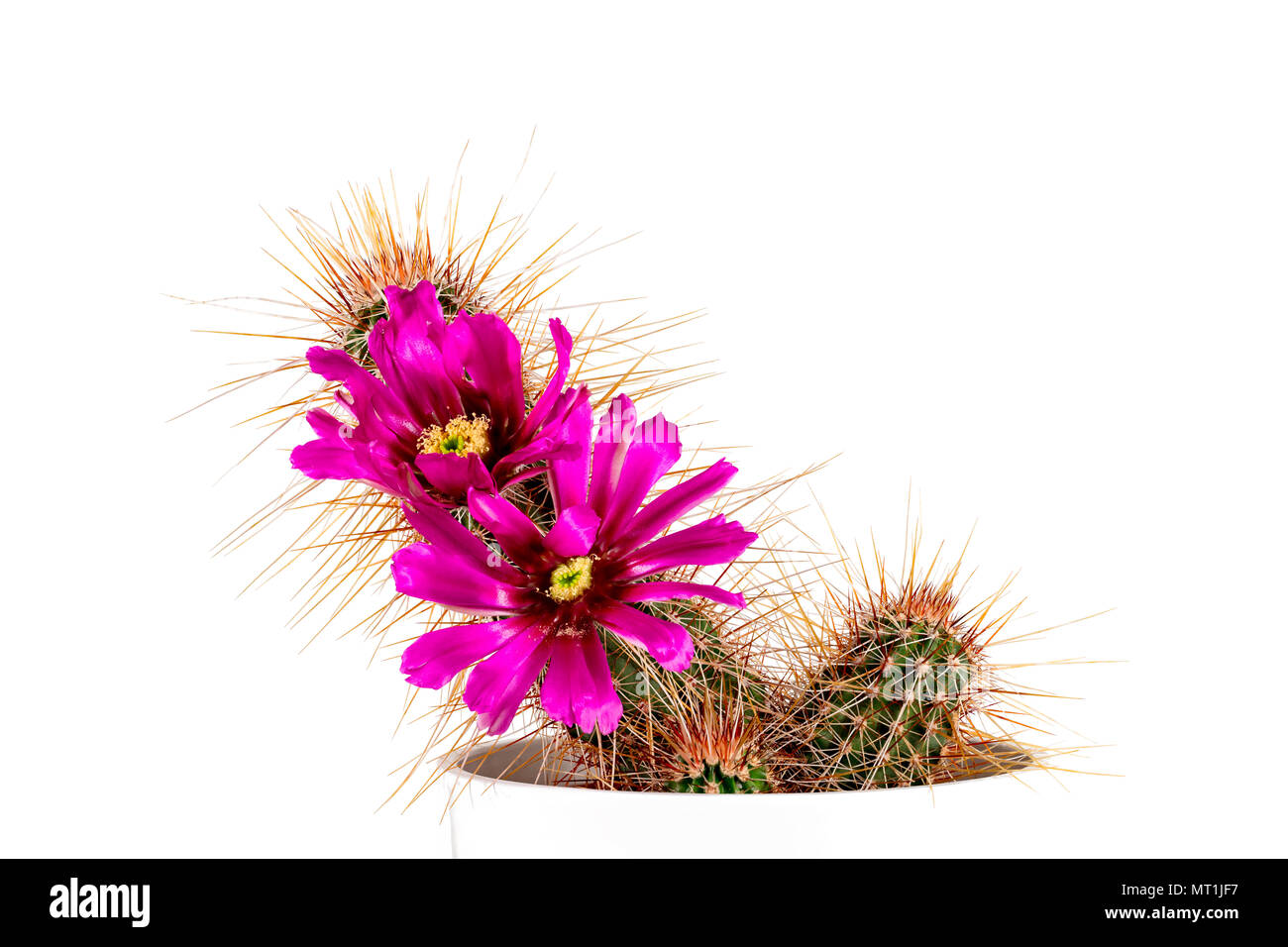 Cactus echinocereus apachensis T0409 apache trail avec deux fleurs en rose Banque D'Images