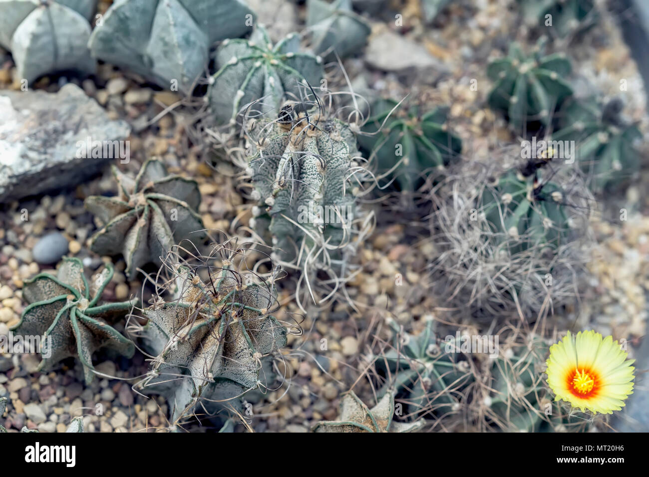 Cactus dans le sol. Arrière-plan de diverses sortes de succulentes. Un cactus à fleurs naturelles, fleurs jaunes. L'arrière-plan botanique exotique moderne Banque D'Images