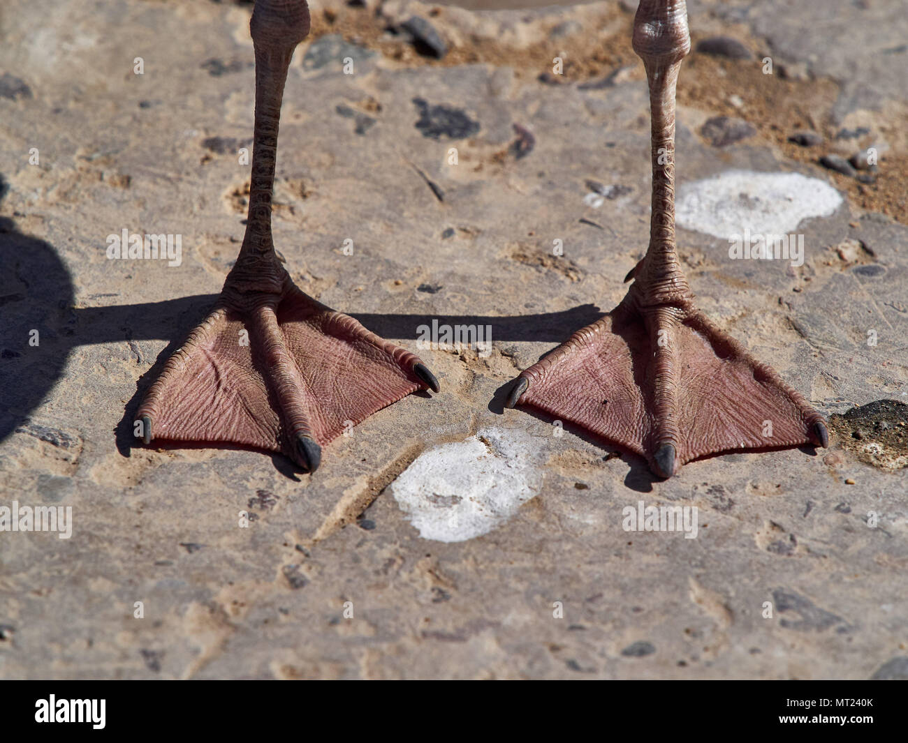 Deux pattes d'un Sea Gull, rose membranes, sur une pierre blanche entre les taches rondes. Banque D'Images