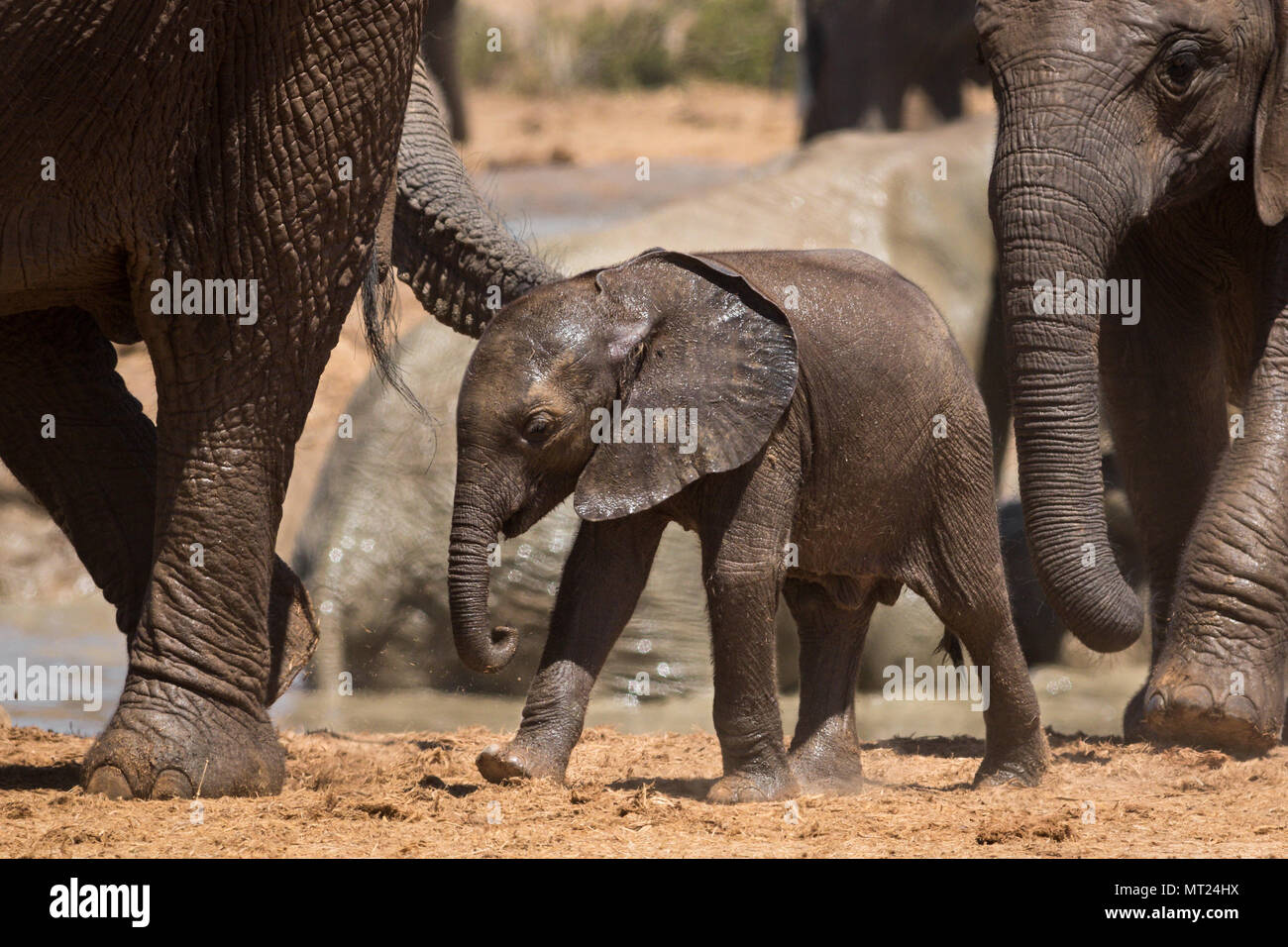 Un très joli éléphant nouveau-né Banque D'Images