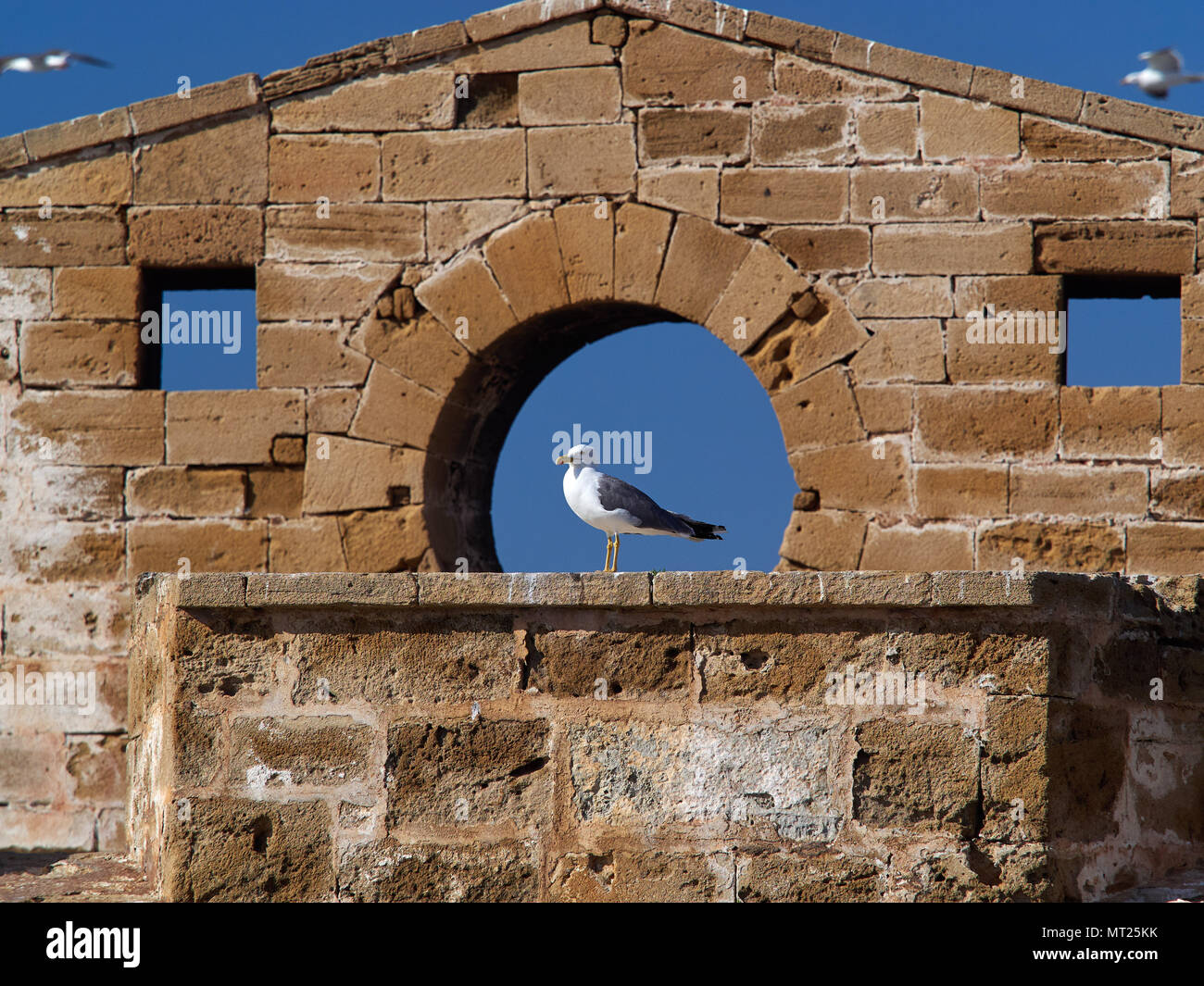 Les mouettes blanches avec ailes noires sont assis sur les murs en maçonnerie dans l'ouverture de la fenêtre ronde. Banque D'Images