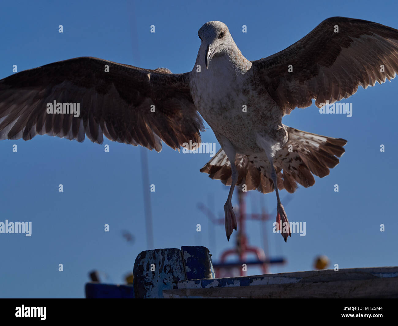 Seagull avec ailes ouvertes décolle contre le fond de ciel bleu. Banque D'Images