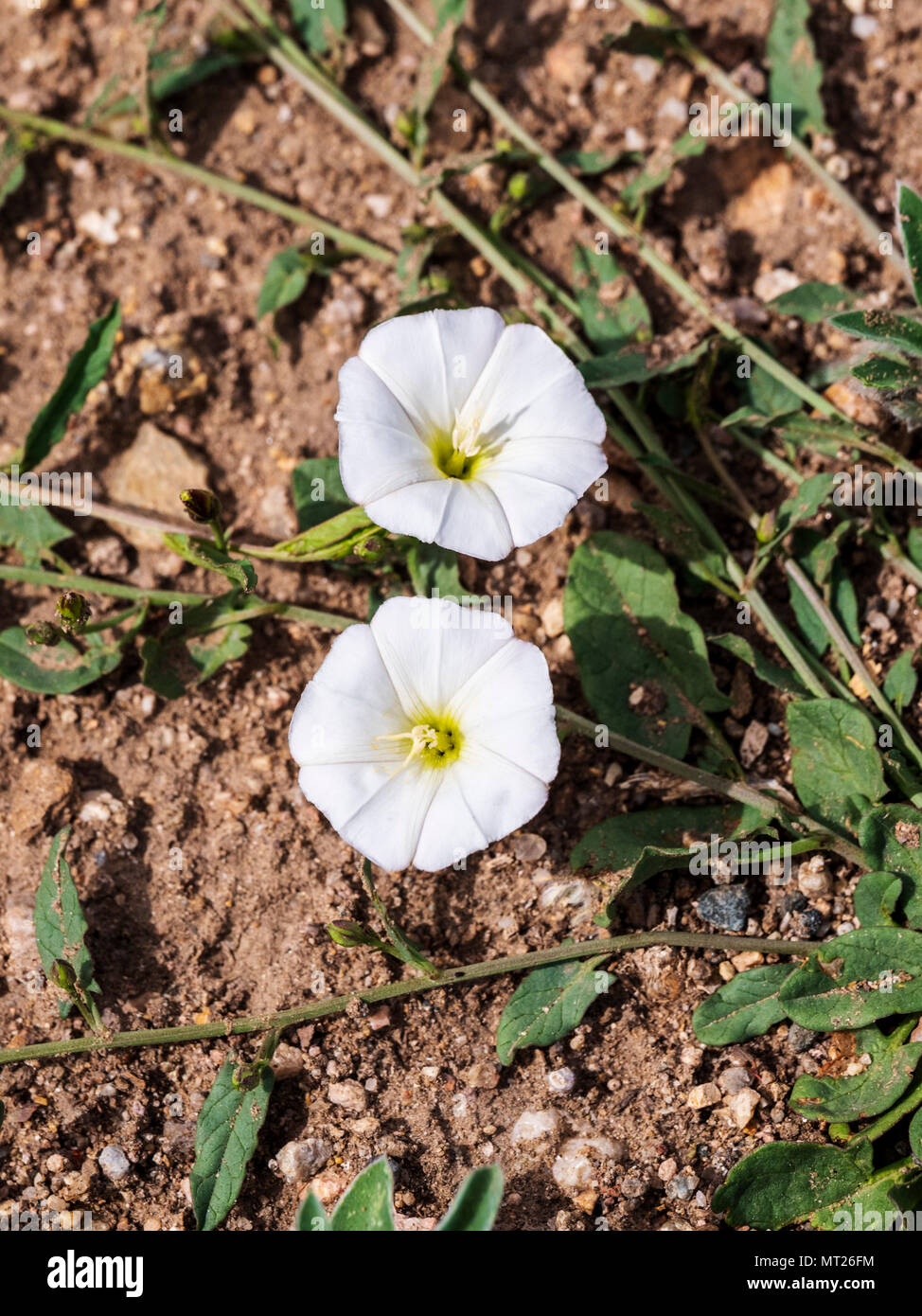 Gloire du matin ; le liseron des champs Convolvulus arvensis ; ; ; Convolvulacées en pleine floraison printanière ; centre du Colorado ranch Banque D'Images