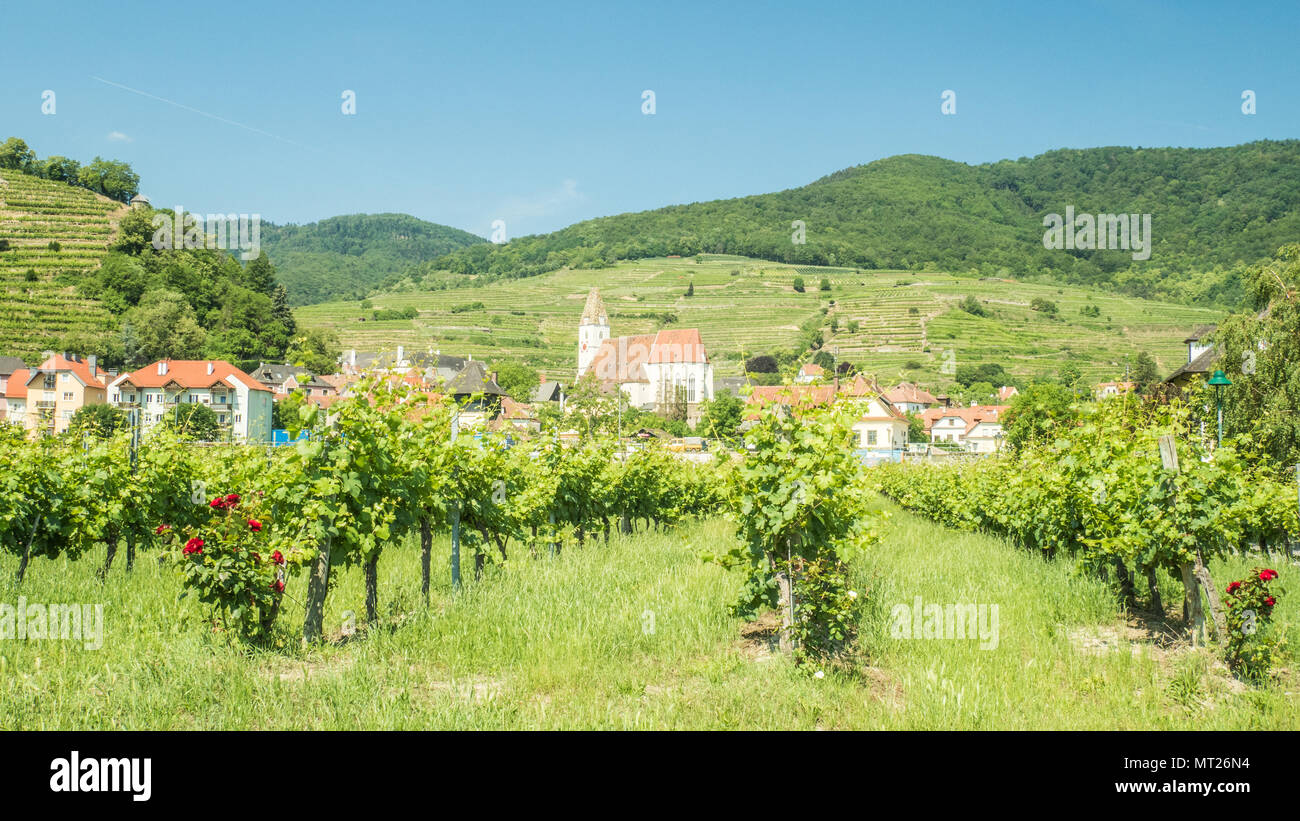 Vignoble en face de la ville de Durnstein sur le Danube, la région de Wachau, Autriche. Banque D'Images