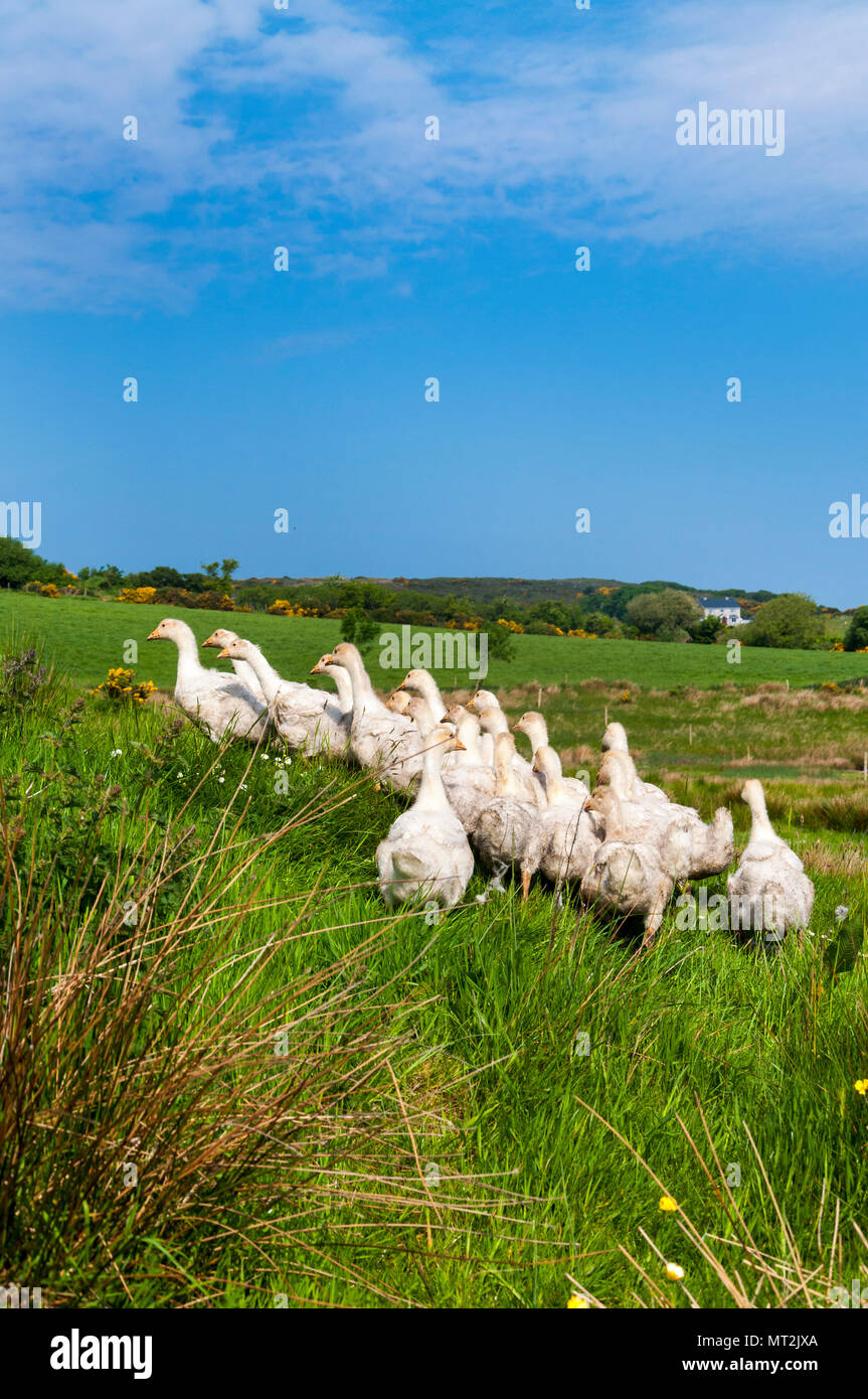 Ardara, comté de Donegal, Irlande la météo. 28 mai 2018. Une horde d'oisons dans une ferme de responsable pour l'ombre sur la journée la plus chaude de l'année, jusqu'à ce jour, dans le comté de la côte ouest. Crédit : Richard Wayman/Alamy Live News Banque D'Images