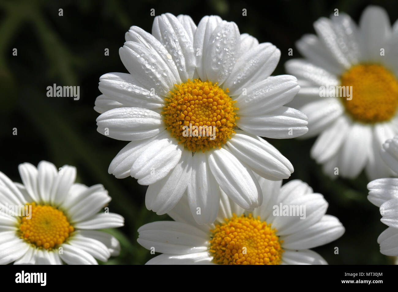 White Swan River daisy ou marguerite Amérique brachyscome close up à partir de la famille des astéracées floraison dans l'Italie centrale au printemps Banque D'Images