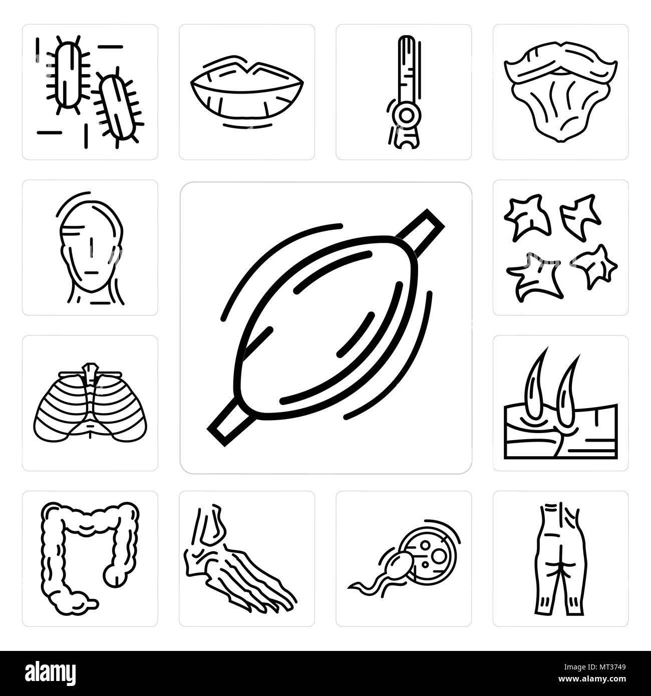 Ensemble de 13 icônes modifiable simple tel que le muscle humain, cheville, la fertilisation, les os du pied, le gros intestin, les hommes du genou, les côtes, les plaquettes, la tête peut être utilisé f Illustration de Vecteur
