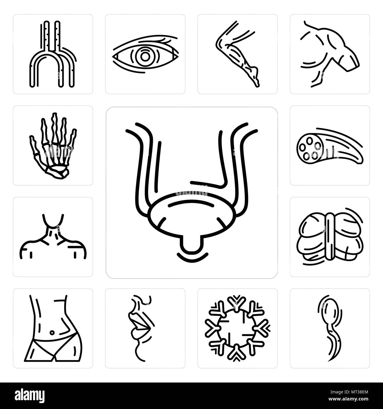 Ensemble de 13 icônes modifiable simple tels que la vessie, deux spermatozoïde, système immunitaire, grosses lèvres, des droits de l'abdomen, du cervelet, du cou, fibre musculaire, les os à la main Illustration de Vecteur