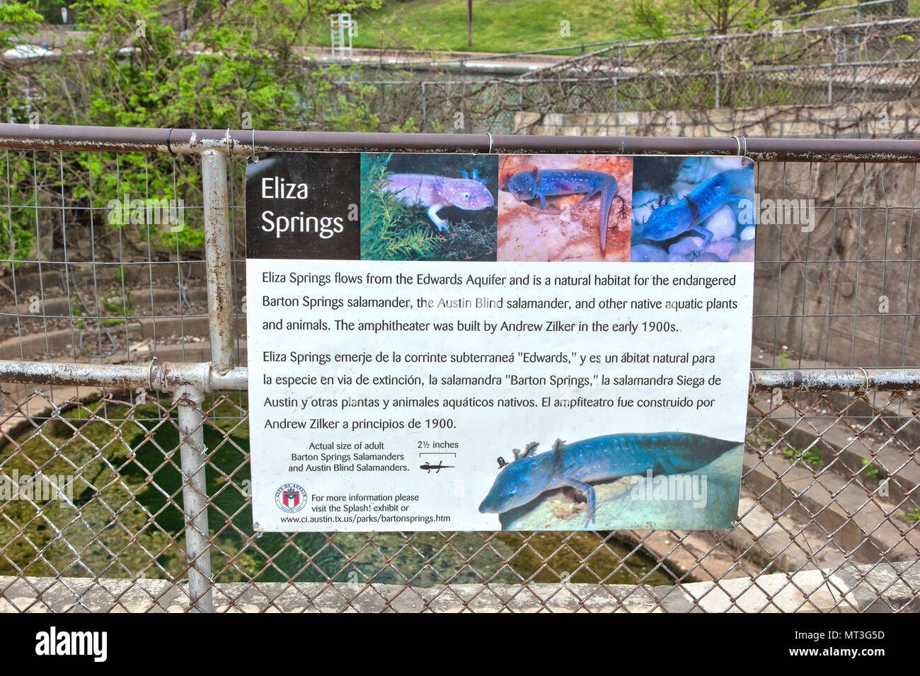 Signe, habitat naturel pour la disparition Barton Springs & Austin salamandres aveugles, Eliza sources qui jaillissent de l'aquifère d'Edwards. Banque D'Images