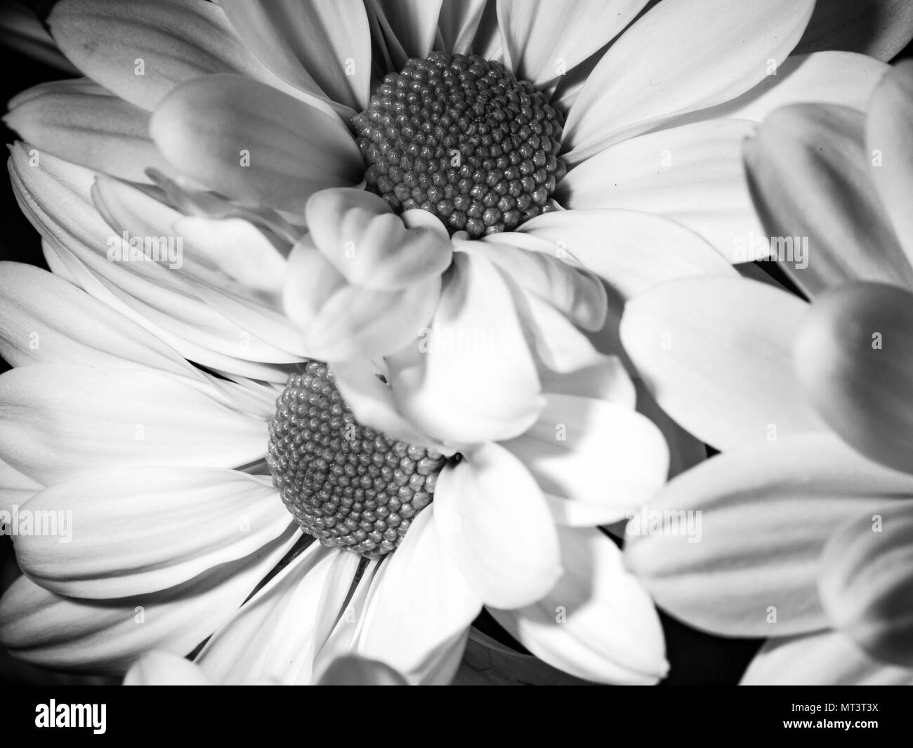 Fleurs Noir & Blanc Banque D'Images