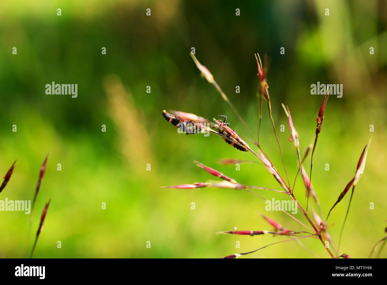 Essaim d'Insecte Jaune et Noir rayure (Paederus) accroché sur l'Herbe rouge Banque D'Images