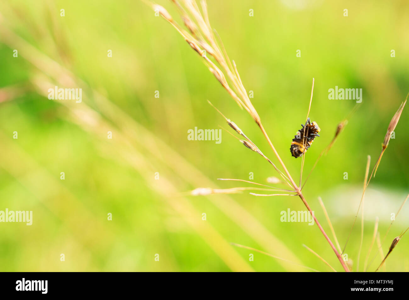 Abdoment visibles de stripe noir et jaune (Bug) Paederus accroché sur tige d'herbe sèche Banque D'Images