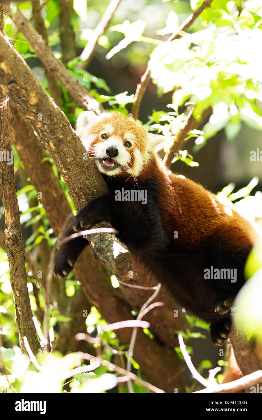 Un panda rouge (Ailurus fulgens) reposant dans un arbre. Banque D'Images
