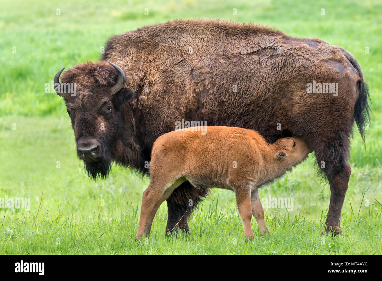 Cow bison d'Amérique (Bison bison) veau d'alimentation, de l'Iowa, USA Banque D'Images