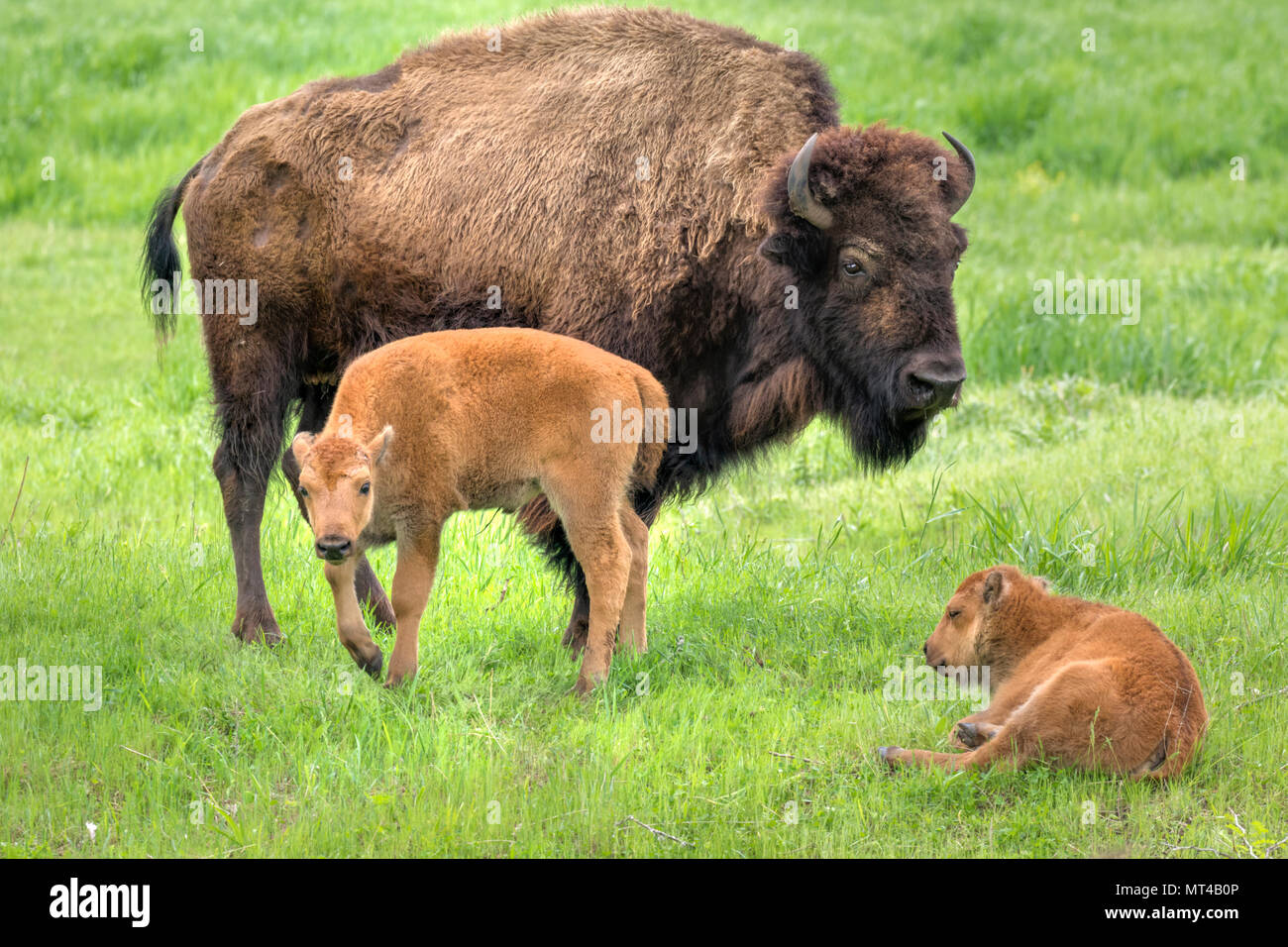 Cow bison d'Amérique (Bison bison) avec deux veaux, Iowa, États-Unis Banque D'Images
