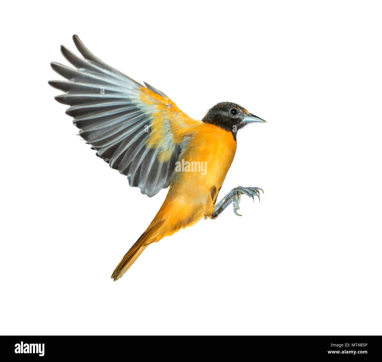 Homme oriole de Baltimore (Icterus galbula) battant, isolé sur fond blanc, chemin de découpe joint. Banque D'Images