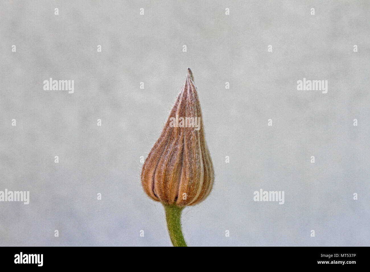 Clématite vigne bud à propos de flower close up en Italie famille ranunculaceae clematis jackmanii variété ranuncula ou aussi appelé old man's beard Banque D'Images