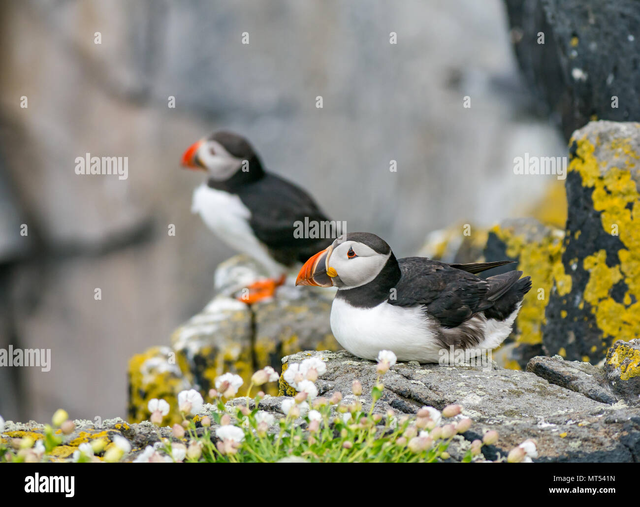 Deux macareux, Fratercula Arctica, sur une falaise avec mer campion, réserve naturelle d'oiseaux de mer de l'île de Mai, Écosse, Royaume-Uni Banque D'Images