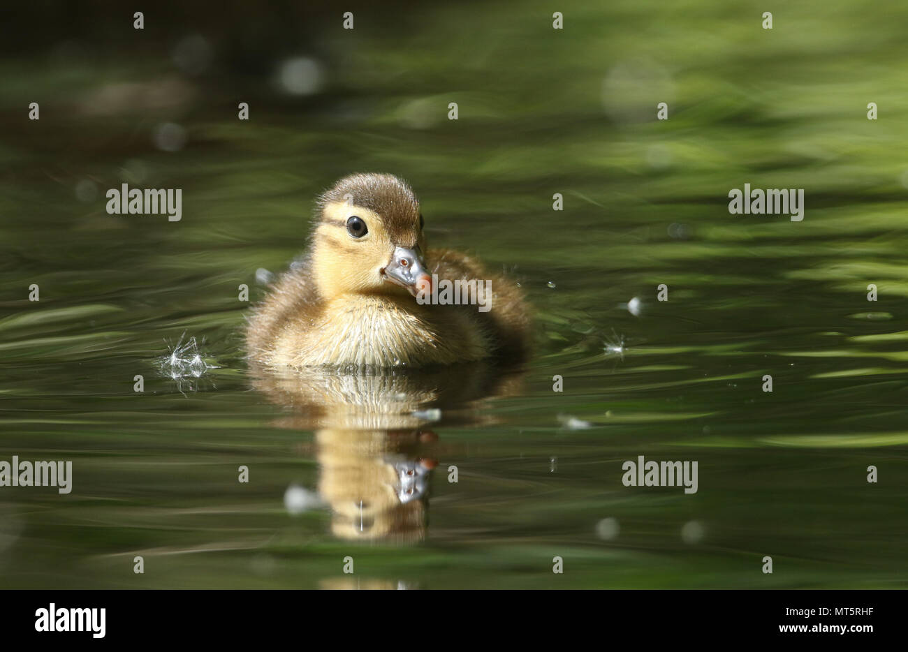 Bebe Canard Mandarin Banque D Image Et Photos Alamy