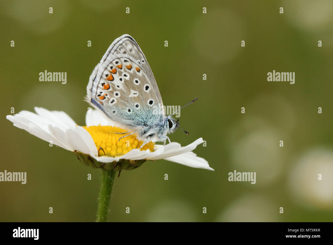 Un superbe papillon bleu commun mâle (Polyommatus icarus) sur un chien de nectar de fleurs marguerite (Leucanthemum vulgare). Banque D'Images