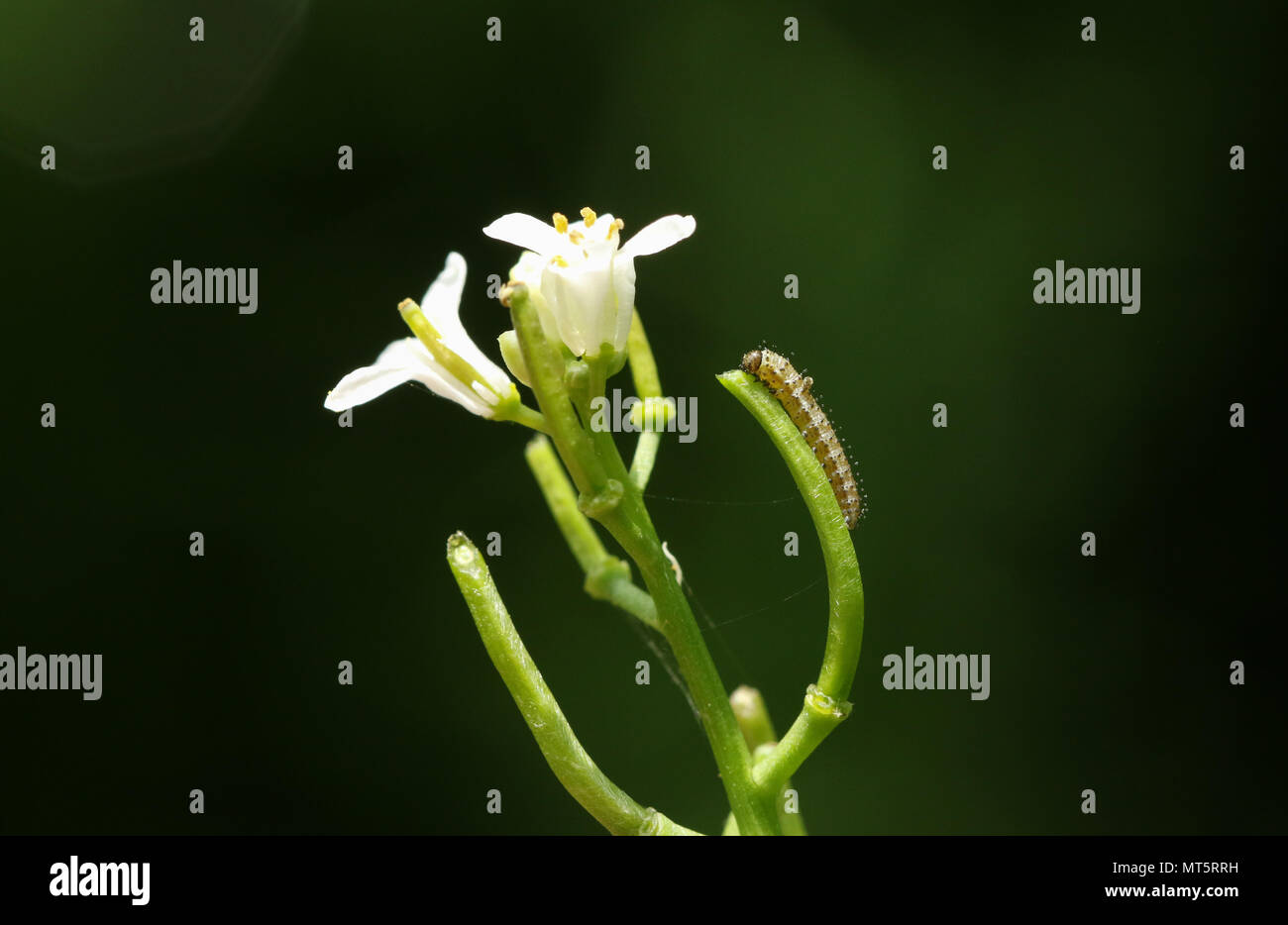 Un petit bout d'Orange nouvellement éclos Caterpillar (Anthocharis cardamines papillon) se nourrissent d'une fleur de l'Alliaire officinale (Alliaria petiolata). Banque D'Images