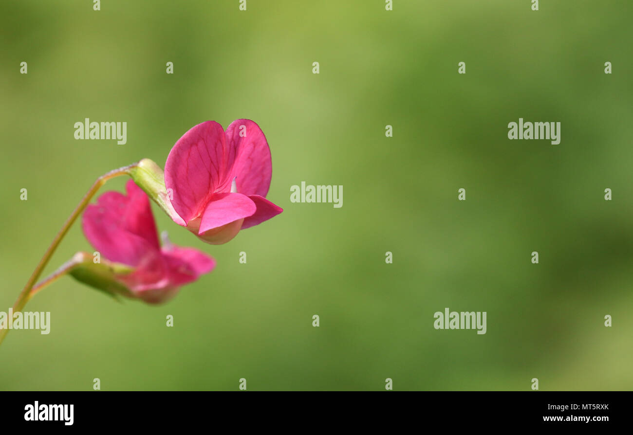 Un Vetch-Grass magnifique fleur gesse (Lathyrus nissolia). Banque D'Images