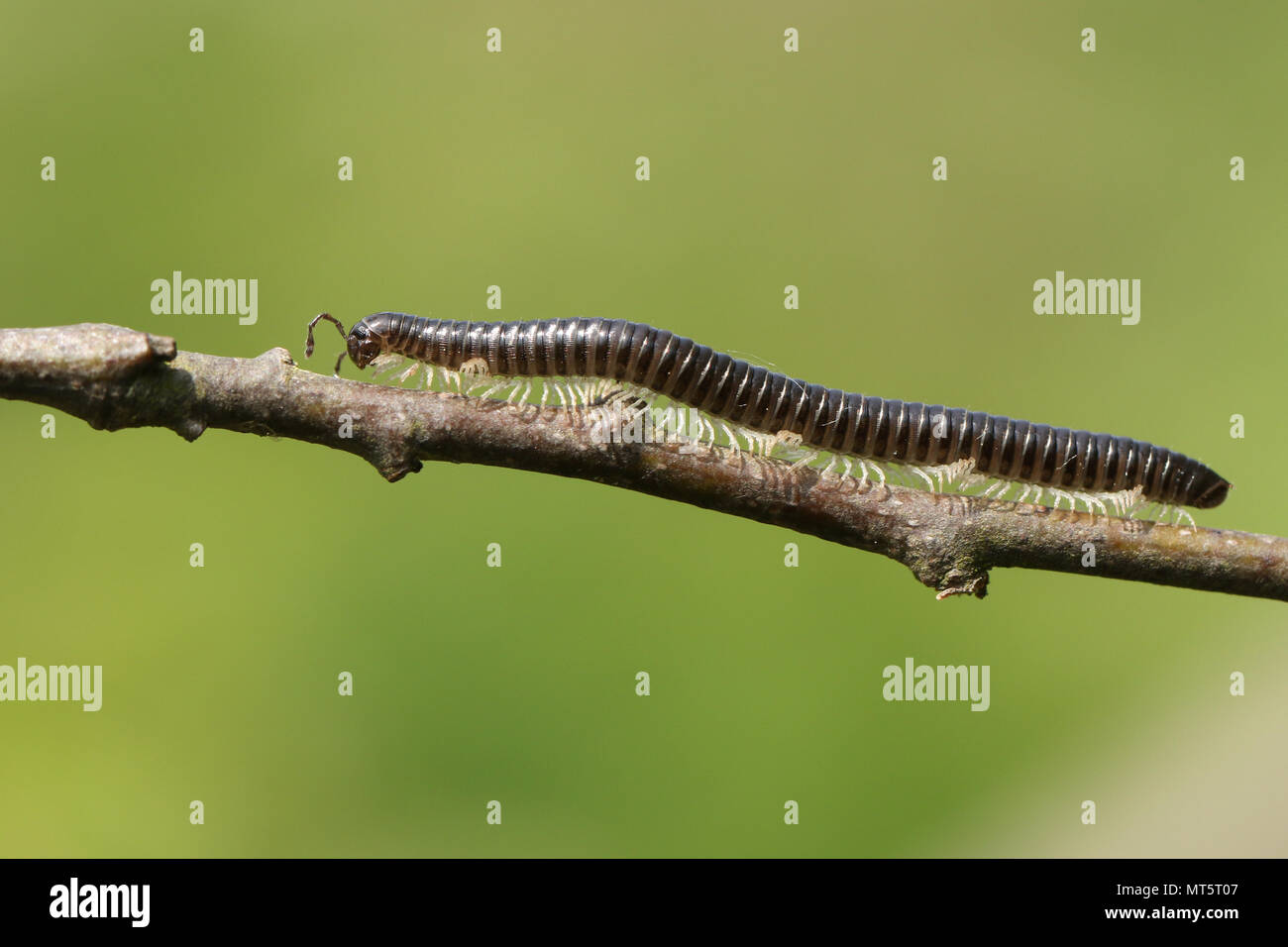 Un beau Serpent à pattes blanches (Millipèdes Tachypodoiulus niger) marcher le long d'une brindille. Banque D'Images