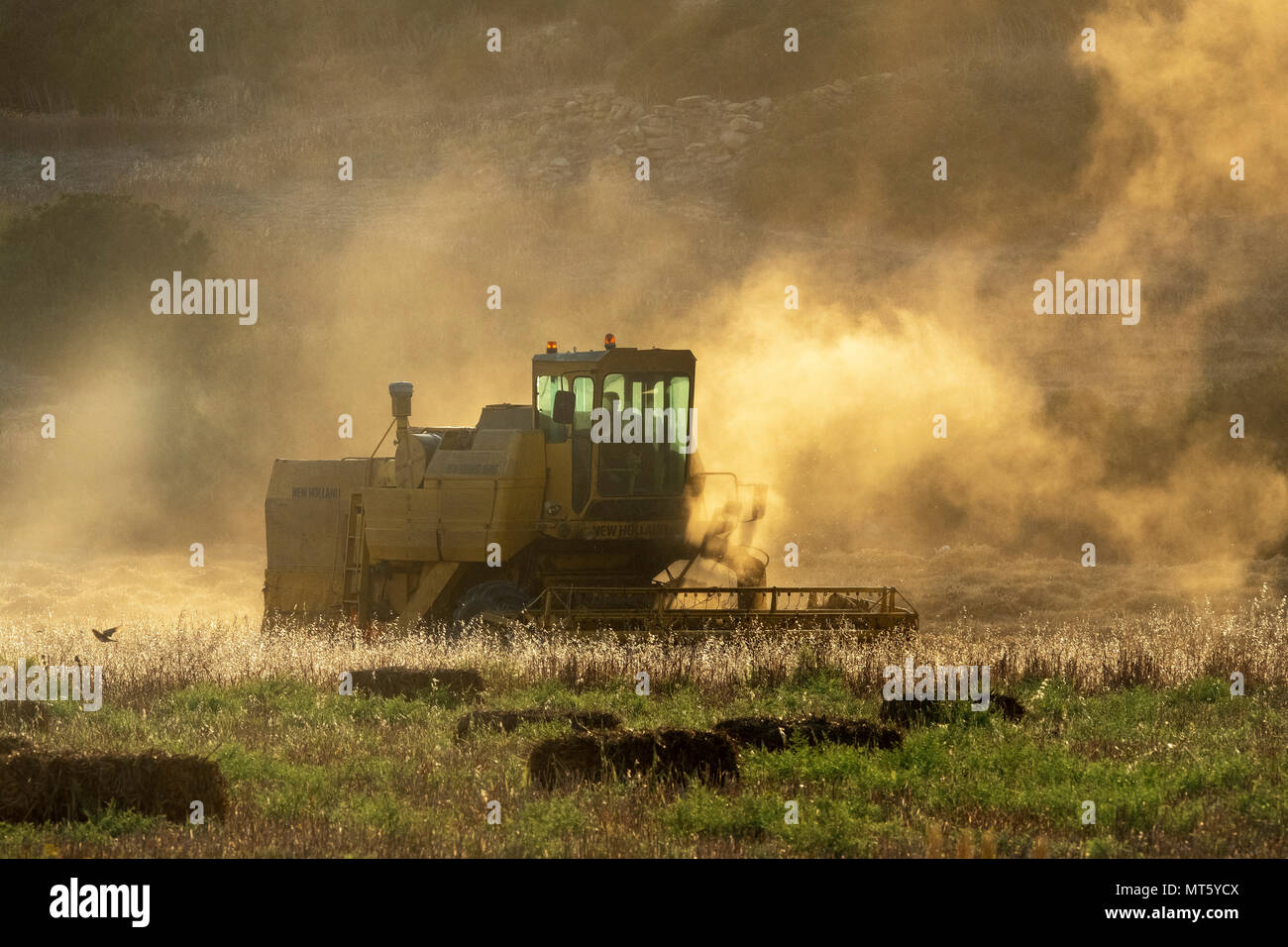 Une moissonneuse-batteuse New Holland travaillant dans un champ près de Rizokapaza, Chypre du Nord Banque D'Images