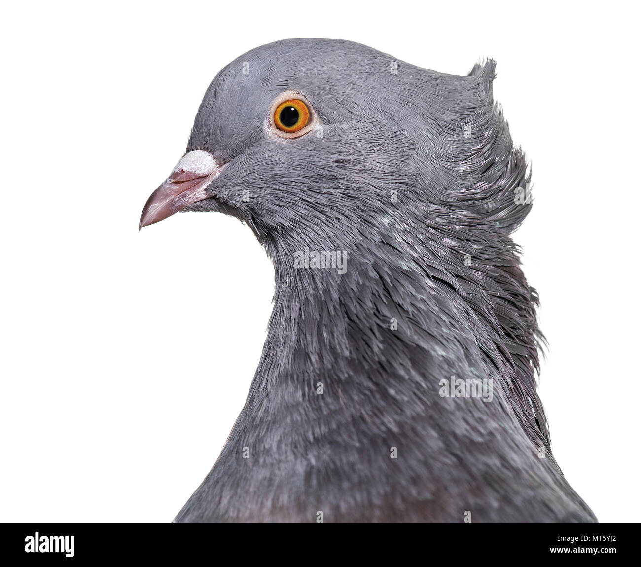 English Le pigeon, Close up against white background Banque D'Images