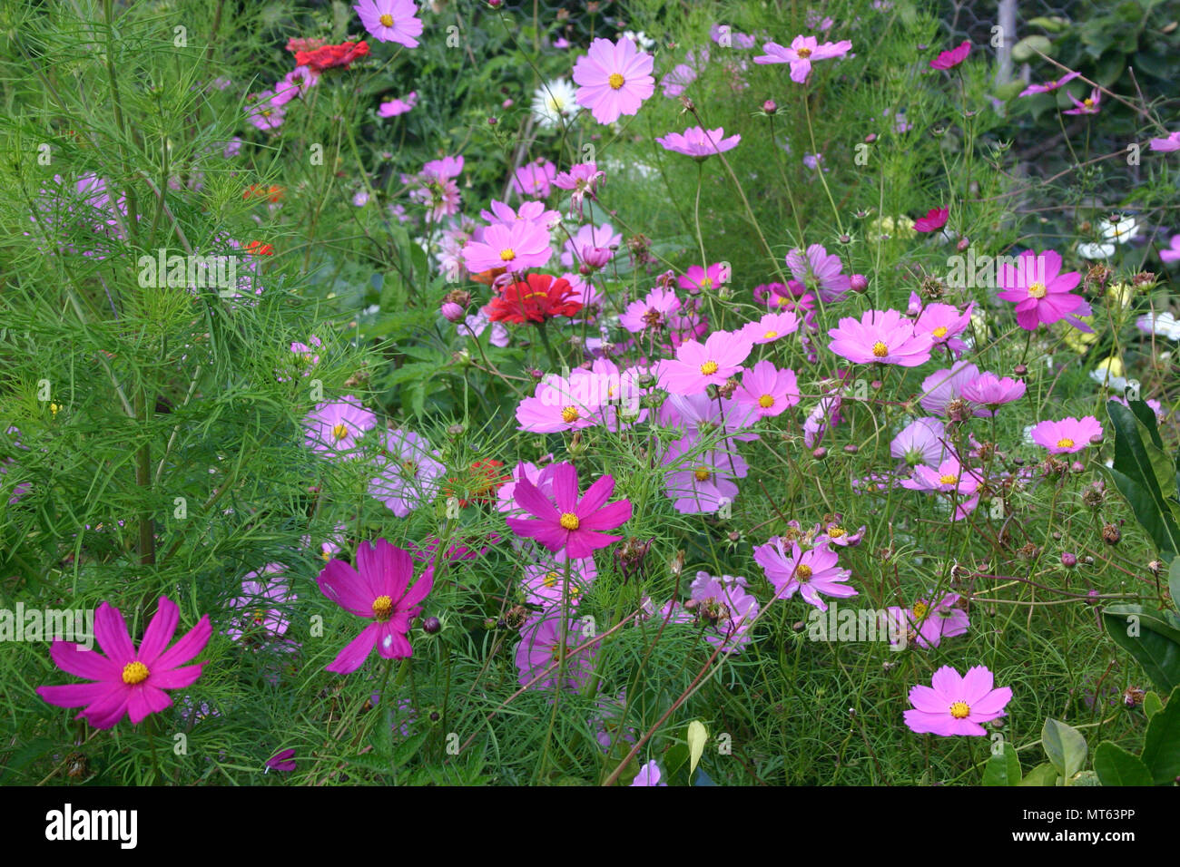 Fleurs Cosmos sont vivaces ou plantes annuelles Photo Stock - Alamy