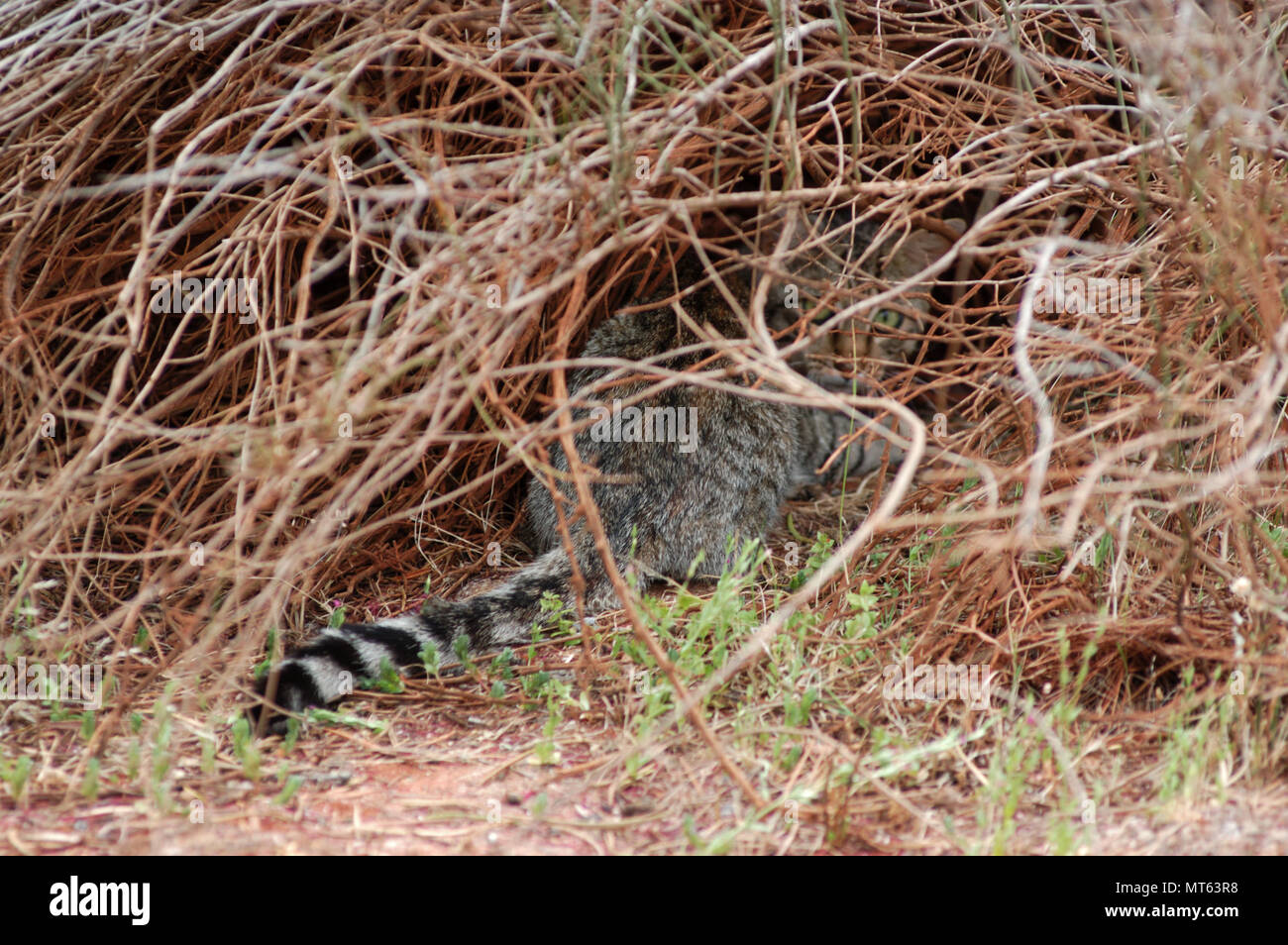 CHAT SAUVAGE SE CACHANT DANS LE SCRUBLAND, OUTBACK AUSTRALIE OCCIDENTALE. Banque D'Images