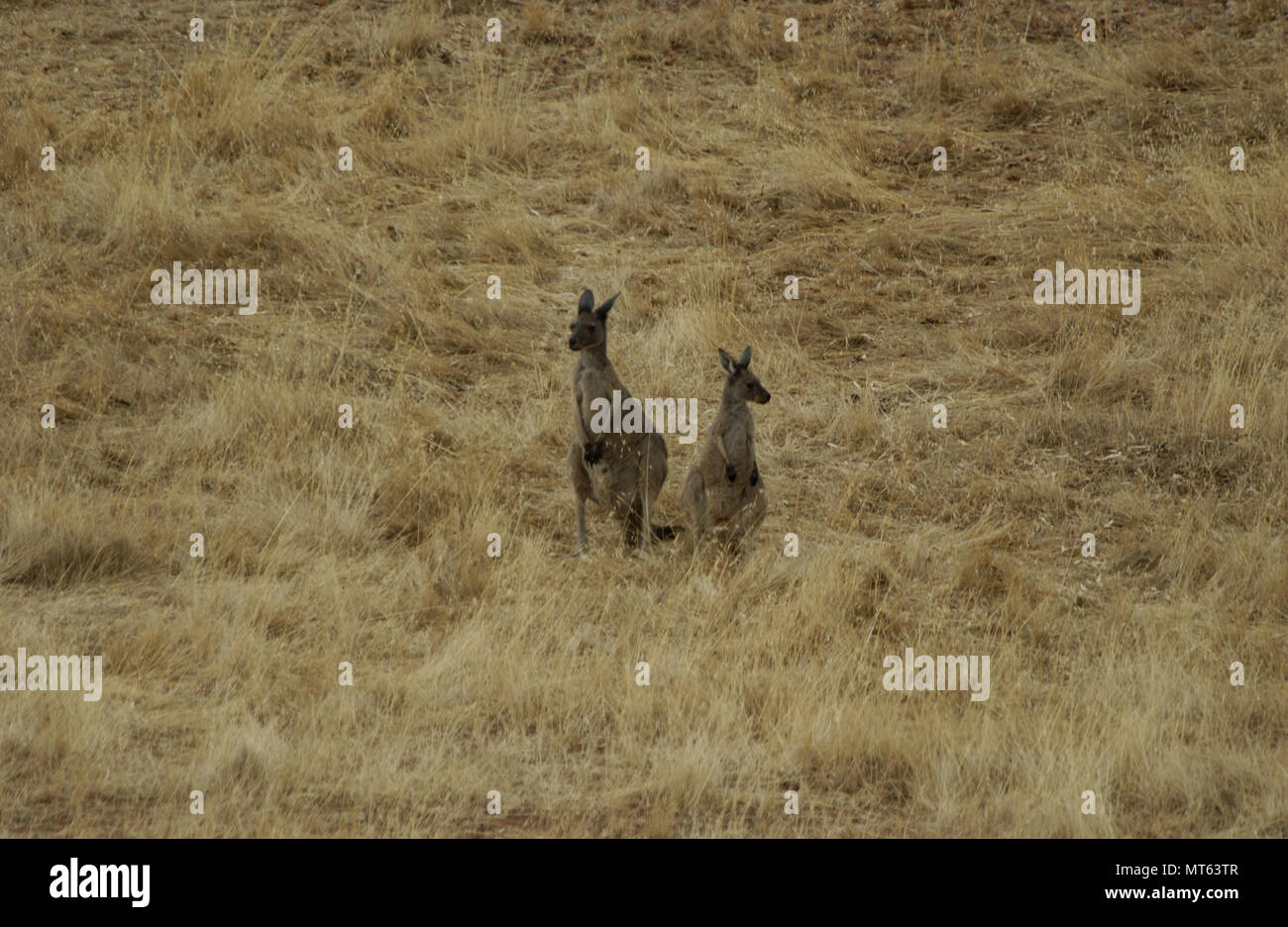 Deux kangourous gris de l'Ouest, l'ouest de l'Australie de l'outback. Banque D'Images