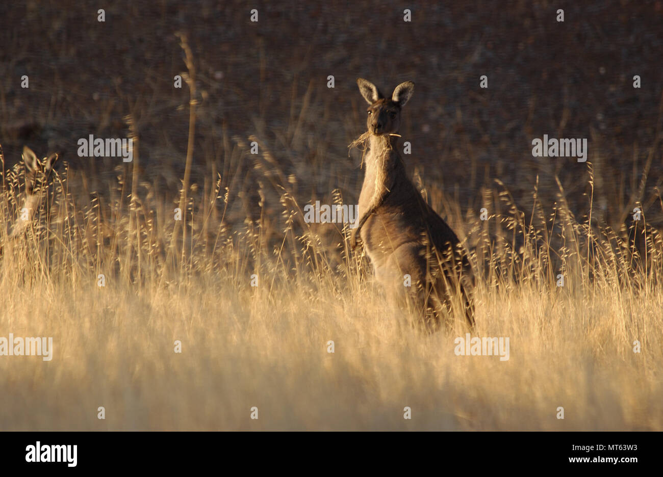 Un kangourou gris de l'Ouest, l'ouest de l'Australie de l'outback. Banque D'Images