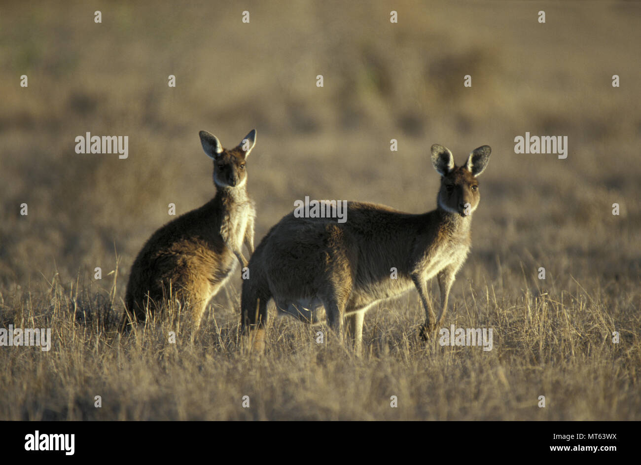 Deux kangourous gris de l'Ouest, l'ouest de l'Australie de l'outback. Banque D'Images