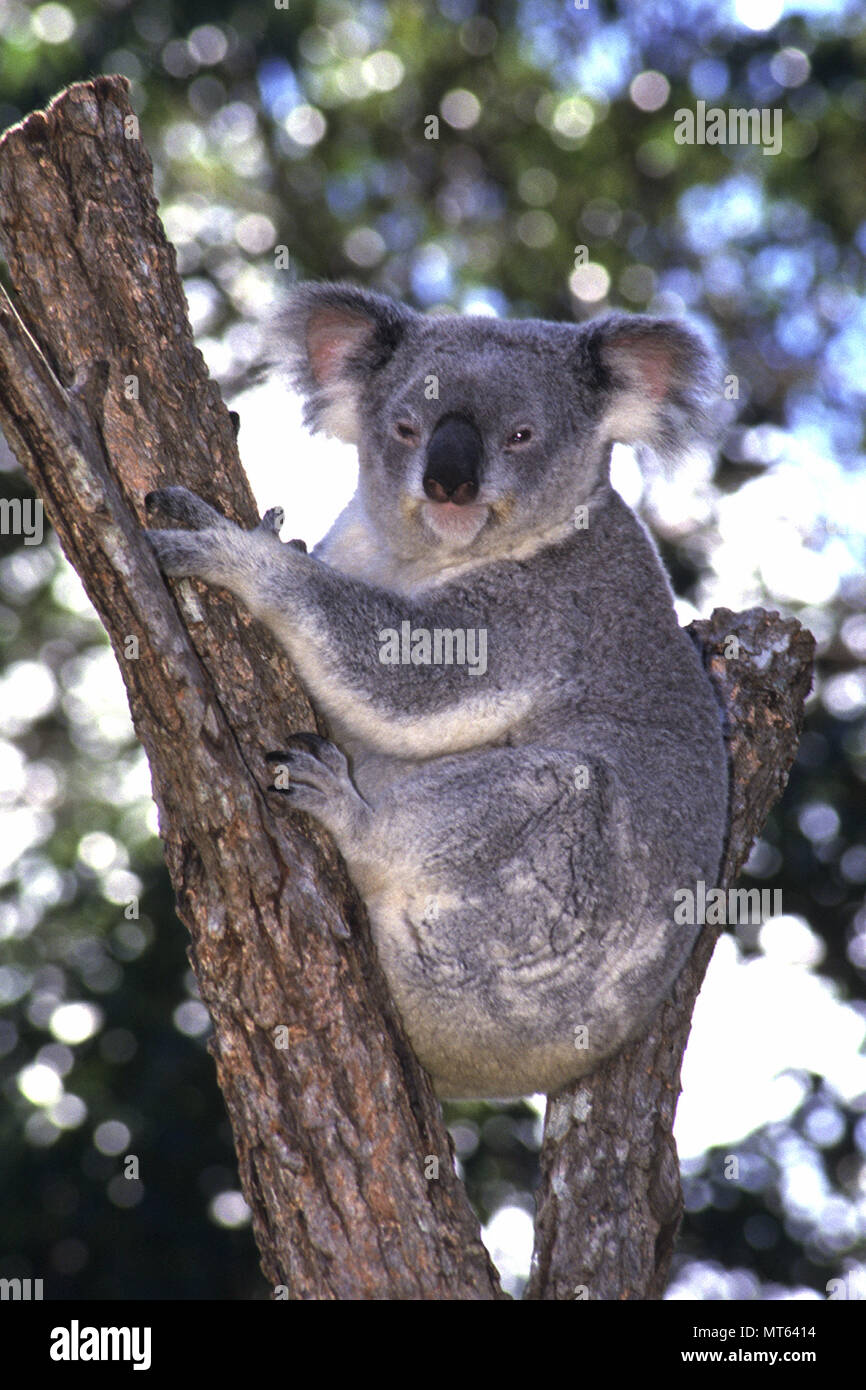 KOALA (Phascolarctos cinereus) Tasmanie, Australie Banque D'Images
