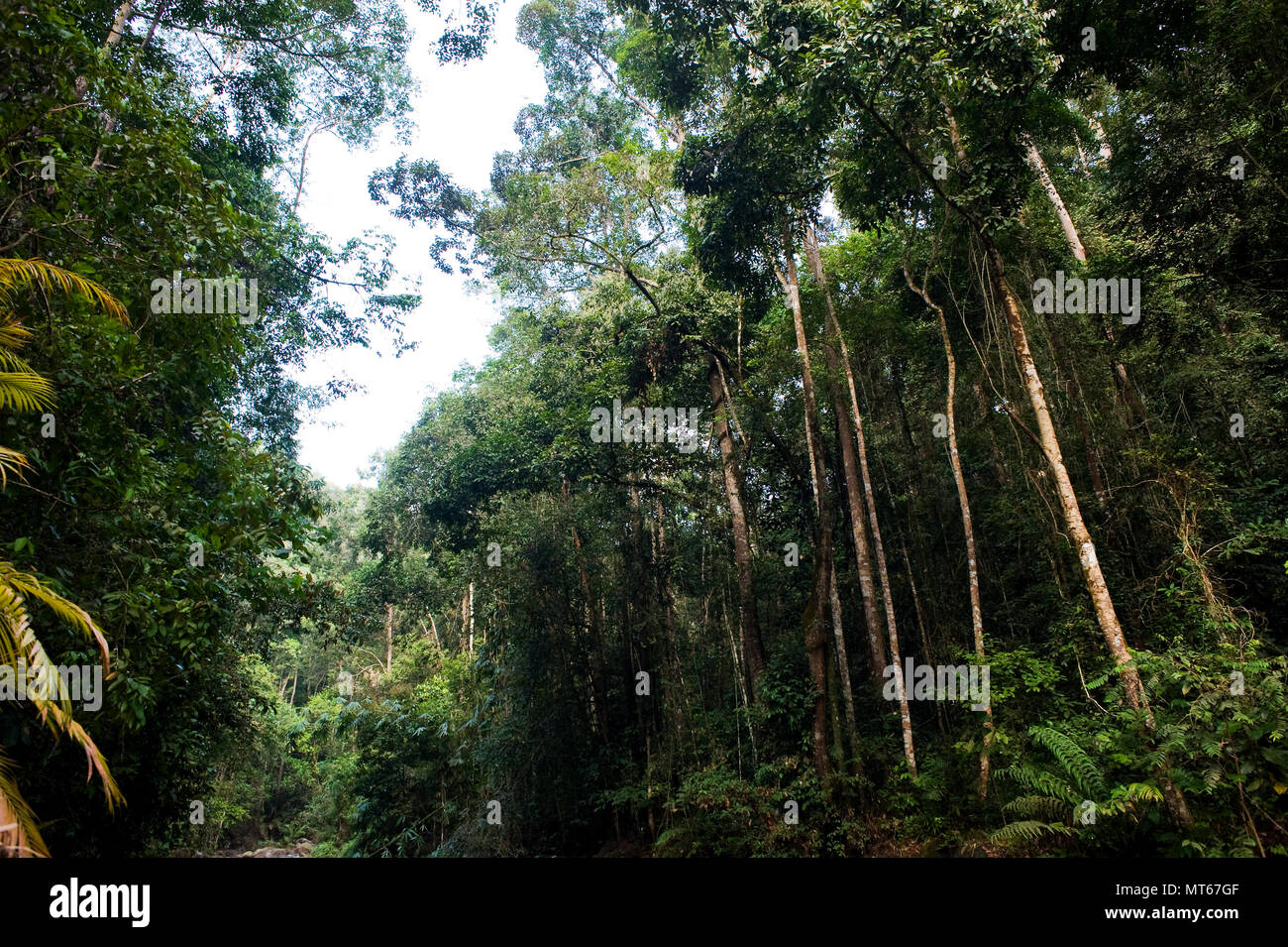 Sanctuaire de Sungai Chilling Banque D'Images