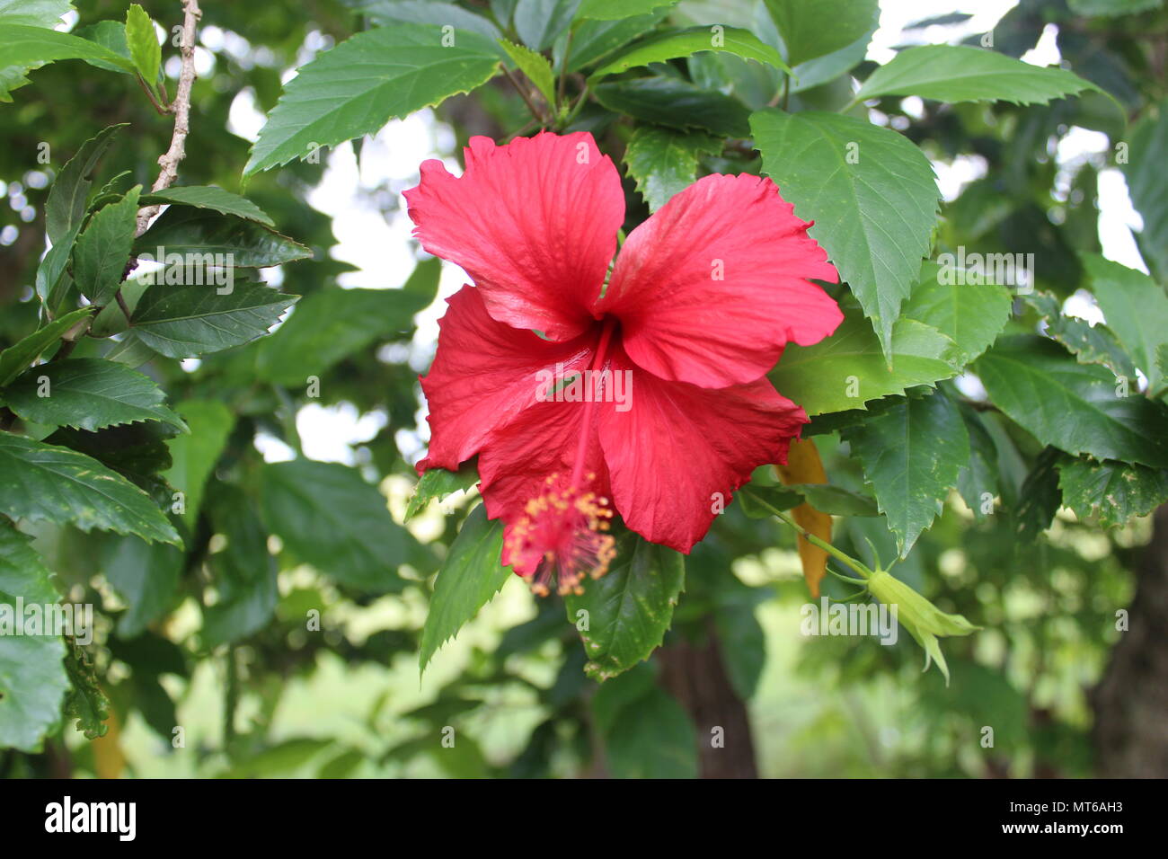 Belle fleur d'hibiscus rouge tropical avec des feuilles,Gros plan macro photographie Banque D'Images