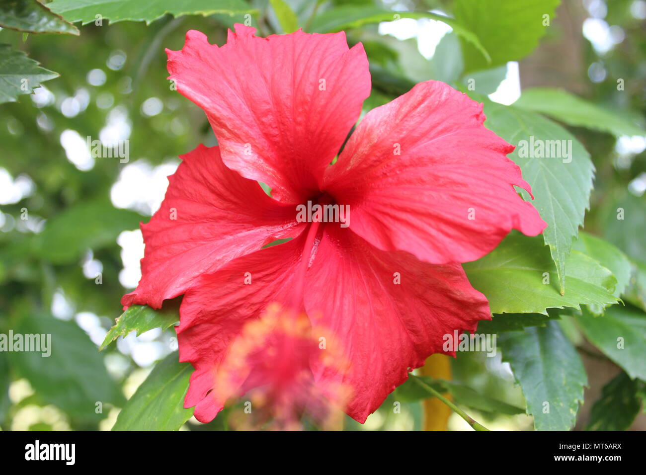 Belle fleur d'hibiscus rouge tropical avec des feuilles,Gros plan macro photographie Banque D'Images