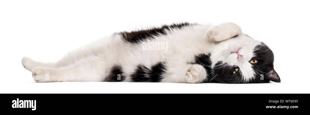 Mixed-race de chat couché contre fond blanc Banque D'Images