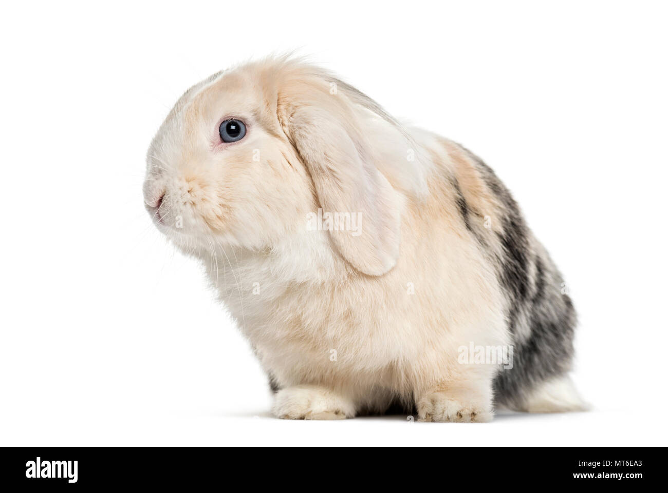 Lop Lapin , 1 ans, assis à l'arrière-plan blanc Banque D'Images