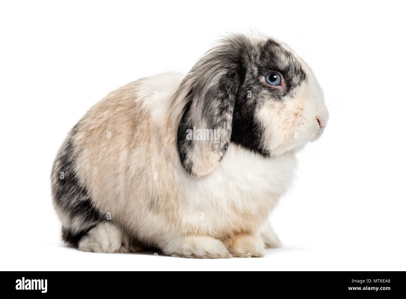 Lop Lapin , 1 ans, assis à l'arrière-plan blanc Banque D'Images