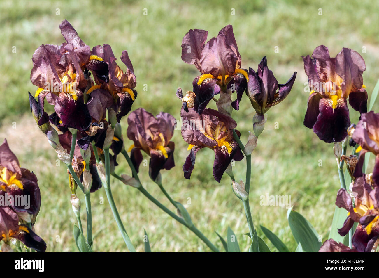 Tall bearded Iris ' Grace Sturtevant ', iris barbus Banque D'Images