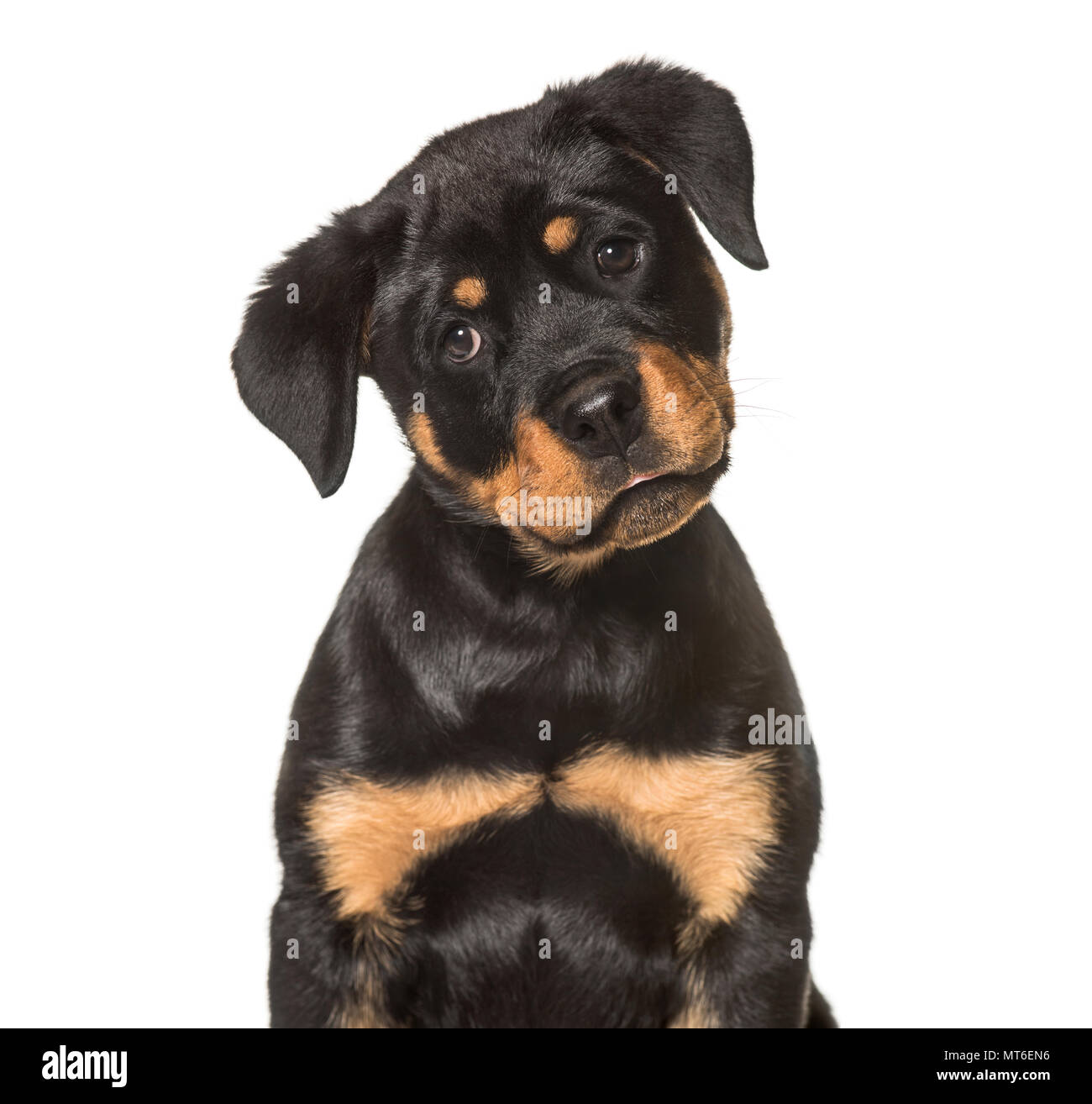 Cute sitting rottweiler puppy Banque de photographies et d'images à haute  résolution - Alamy