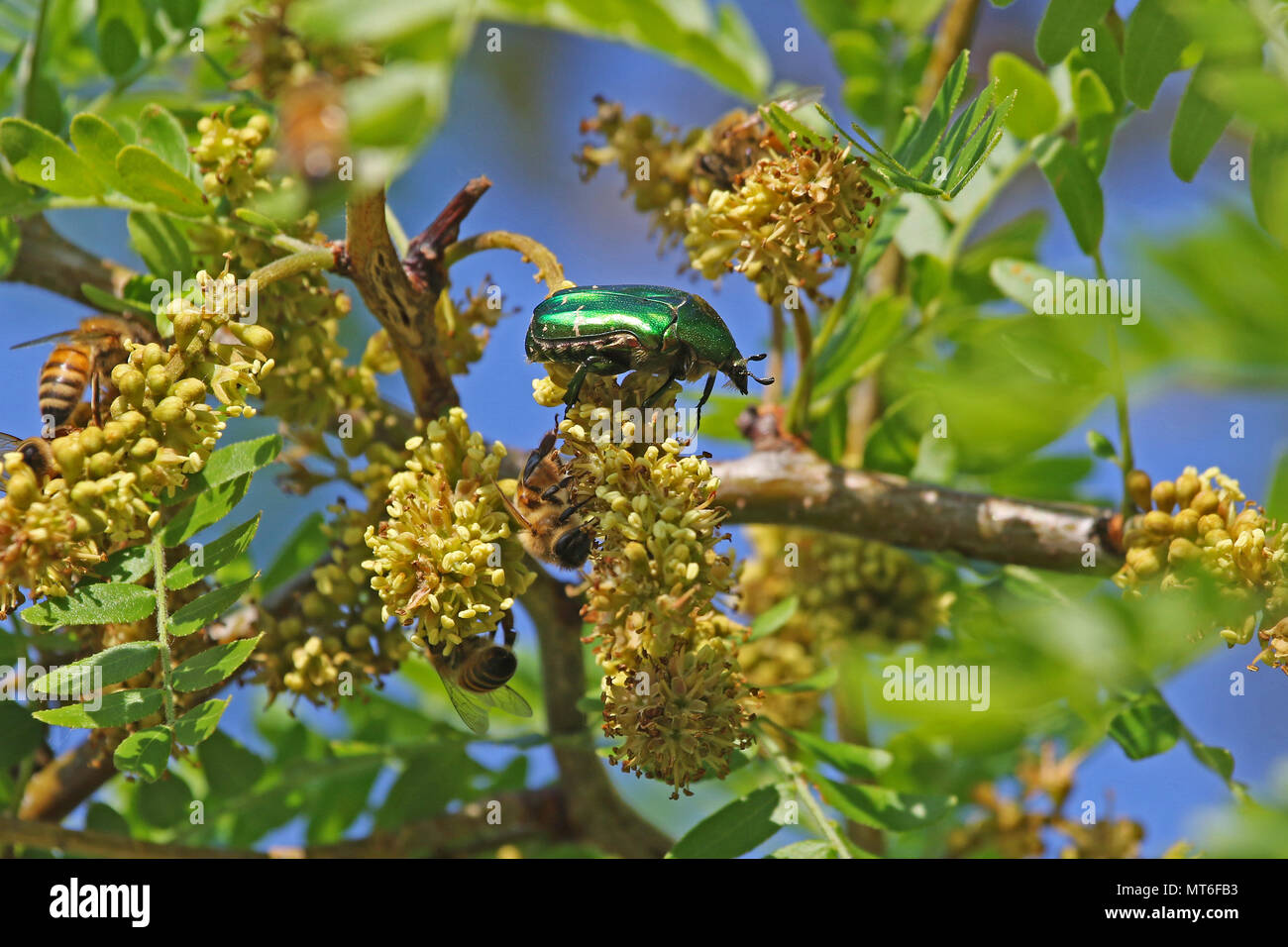 Chafer beetle rose Amérique Cetonia aurata se nourrissant d'un acacia avec du miel d'abeilles Apis mellifera au printemps en Italie Banque D'Images