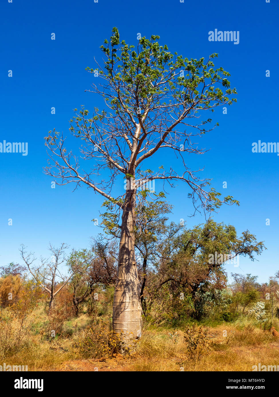 L'Adansonia gregorii un boab tree à côté de la Gibb River Road, Kimberley, WA, Australie. Banque D'Images